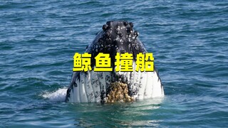 เบื้องหลังวาฬที่ถูตัวกับเรือ แท้จริงแล้วมี "ปีศาจผลัก" น่ากลัวซ่อนอยู่ เพรียงน่ากลัวขนาดไหนกัน?