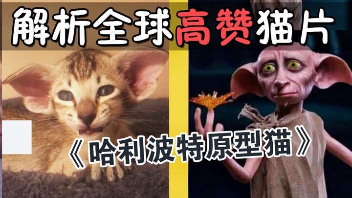 Phân tích loạt clip mèo được yêu thích nhất thế giới: Giống mèo xấu nhất trong giới mèo! Mẫu hình mè