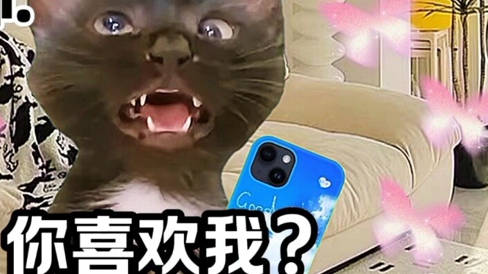 “Cat Meme Little Theatre” เมื่อเพื่อนสนิทเพศตรงข้ามสารภาพรัก!