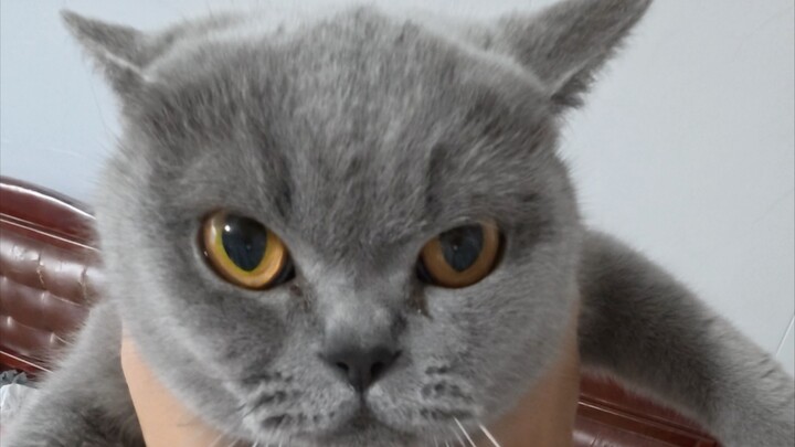 Meow