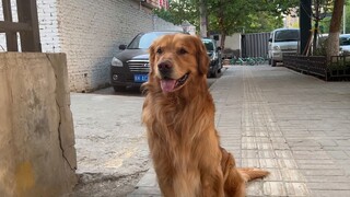 A 10-year-old Pekingese was thrown into the trash can by his owner, who didn’t even look back