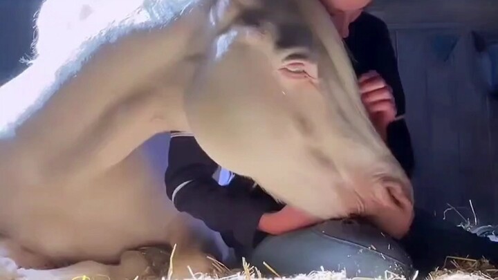 Horses are truly the most worthless creatures!!