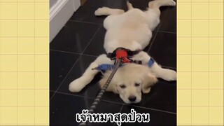 เพื่อนตัวน้อยแสนซน : เจ้าหมาสุดป่วน