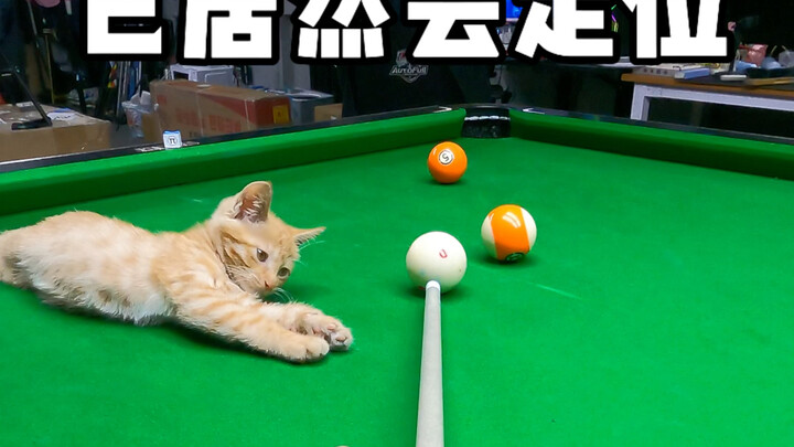 猫咪居然会助攻