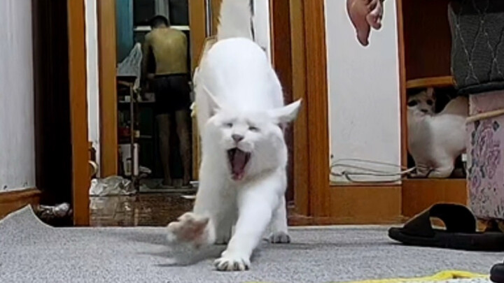 هذه القطة لطيفة للغاية