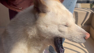 [Dogs] Video Of Brushing Dog's Hair