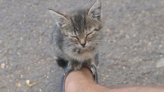 Memberi Makan dan Bermain dengan Kucing Liar