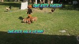 SWEATER GOLD HENNY VS SWEATER HATCH   SPAR!!