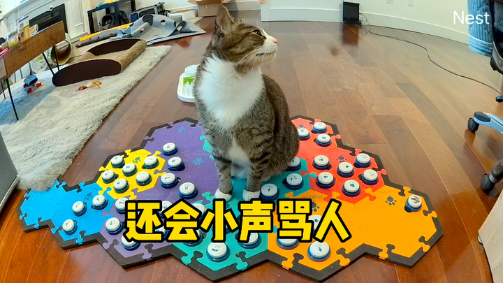 A bored cat and its annoying human owner. You'd probably hear it meowing about eight hundred times a