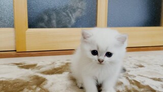 พบลูลู่ขณะเดินลูกแมวลีโอ!