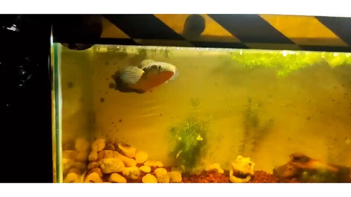 Emperor Yellow Maru Sentarum