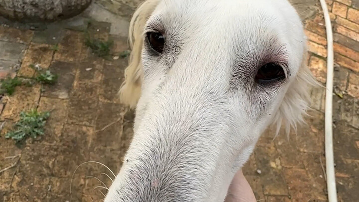 หมาตัวเล็กจริงๆ