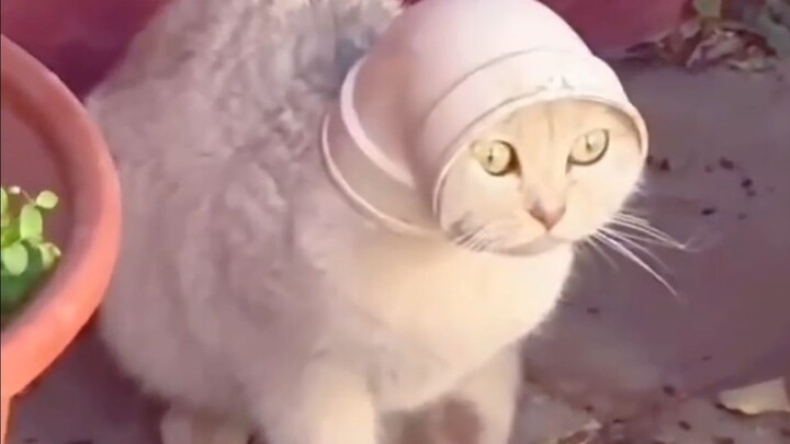 Đội Mèo – Chuột không nerf có chơi được không?