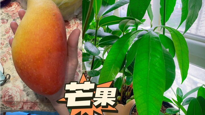 Proses mengubah biji mangga menjadi tanaman hias pot