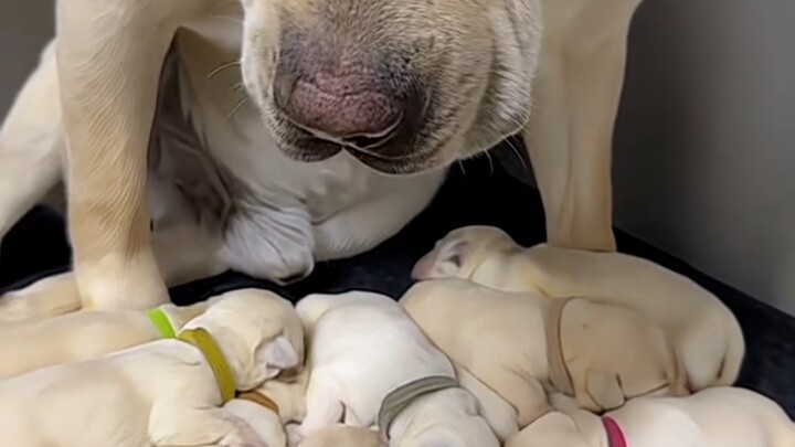 Super dog mom gives birth to 10 sons and 4 daughters!
