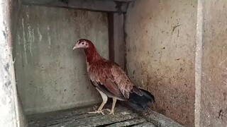 4 Months old Round Head Kasama din po to ng 5k at Raptor,malapot na po sila magamit.