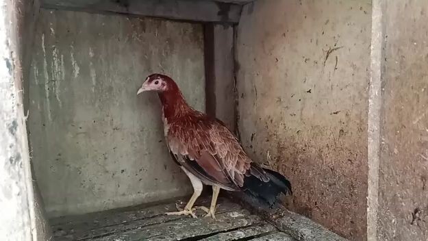 4 Months old Round Head Kasama din po to ng 5k at Raptor,malapot na po sila magamit.