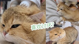 猫咪头部按摩器，非大型翻车现场放心食用！