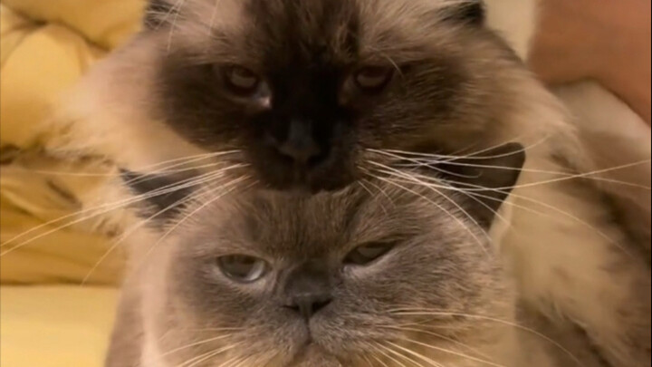 Meow! With you guys around, the house is so much more lively!