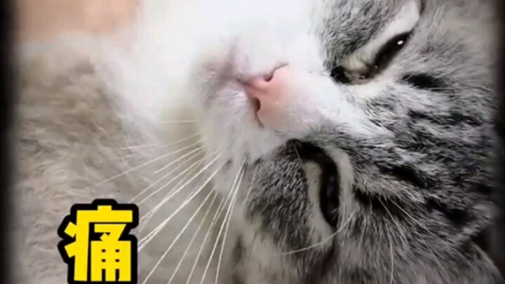 Popular science TV tips for loving cats
