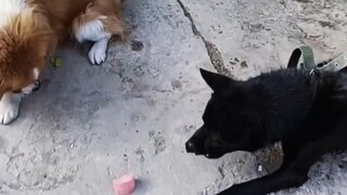 The meat is right in front of its nose, but because the dog doesn't put in the effort, it can't get 