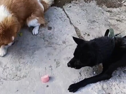 เนื้อวางอยู่ตรงหน้าแล้ว แต่เจ้าหมาไม่ขยัน จึงไม่ได้กินเนื้อ