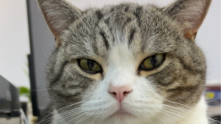 I didn’t expect my cat to really be mad—Brother Gang still hasn’t managed to make him feel better ye