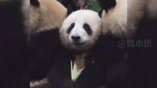 The Easiest Panda to Recognize