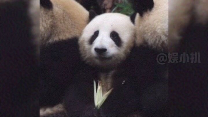 الباندا الأكثر شهرة