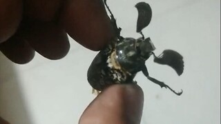 【余轩】我把这虫子晃出了电音的节奏~