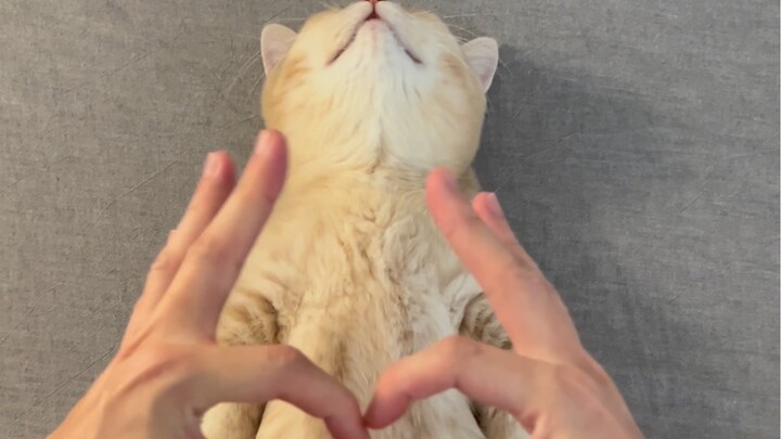 Apakah kucing kecil juga ingin menjadi Queencard? Kucing meniru tarian K’Ard