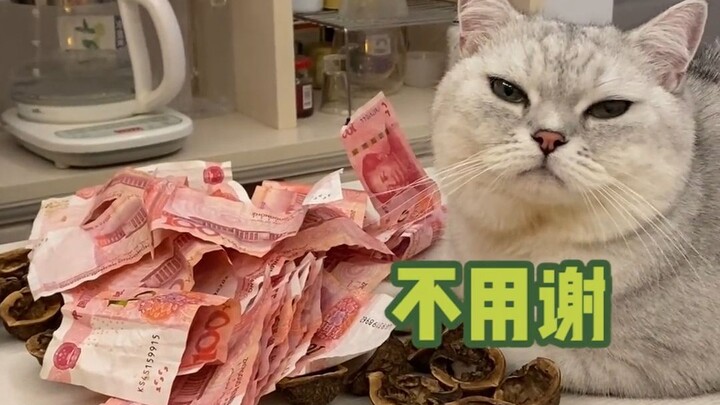 用猫找私房钱，结果找到·····