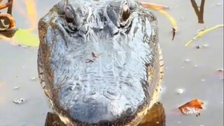 Kudengar buaya ini satu-satunya yang tidak ingin memakan manusia?