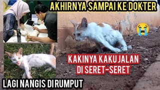 Allahu Akbar Kucing Ini Melas Banget Minta Tolong Karena Tanganya Sakit Dan Berbaring Di Rumput..!