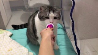The owner was lying down to help the cat find a toy, and when he looked up, all the cats in the fami