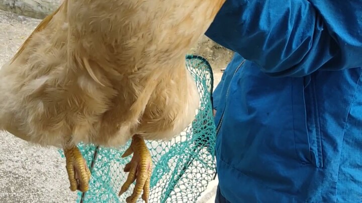 The chicken that sends off the dead has lost its voice. What happened to you? Do you need my help? .