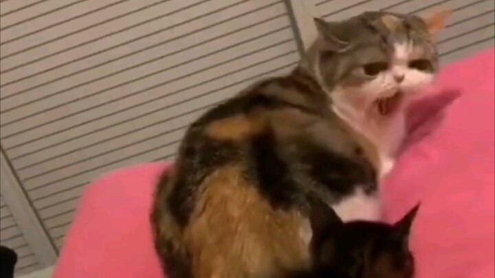 แมวแมวหนอน: นี่มันเรื่องที่มนุษย์เขาทำกันรึไงเนี่ย?!