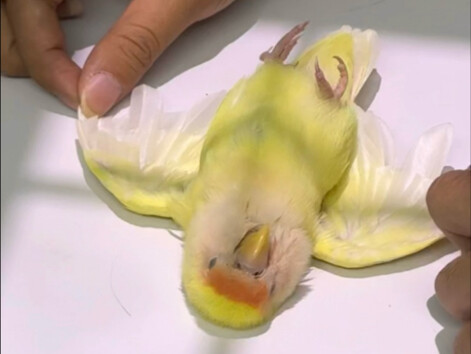 ตัดไปตัดมาก็ร้องไห้เลย หวังว่าเจิ้งจื่อจะหายเร็วๆนะคะ