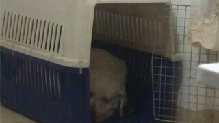 My cage is too small—is this animal abuse?