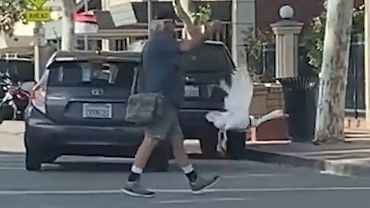 Bagaimana mungkin ada orang yang membawa angsa jalan-jalan?