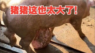 Heo heo này lớn quá đi!