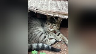 Cũng biết kiếm chỗ tránh nắng đếyy 😎 meow meocute fyp