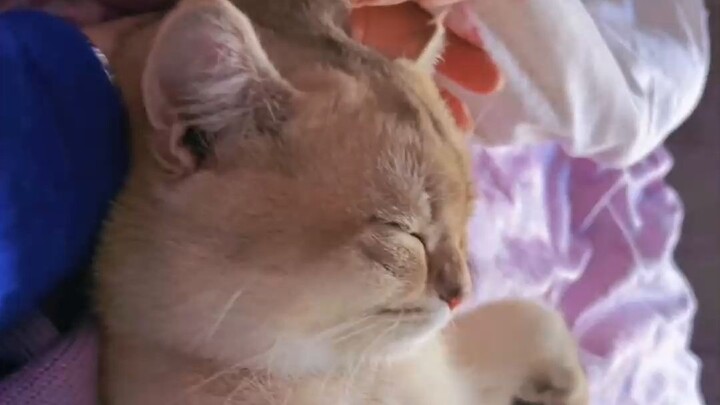 Ngủ một giấc trưa, bỗng dưng có thêm một nhóc tì lông lá trong lòng, ai mà hiểu được chứ? Tôi sẽ hôn