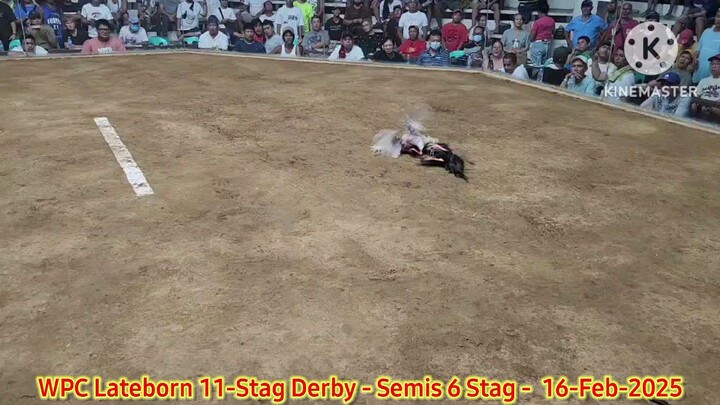 Pure "Fantastic Dom" - 4th Fight - Winner - 2025 WPC 12-Stag Derby Lateborn Edition - Semis
