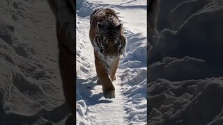 A brief, quiet moment with our oldest tiger, Sabrina#tiger #siberiantiger  #snowday #shorts