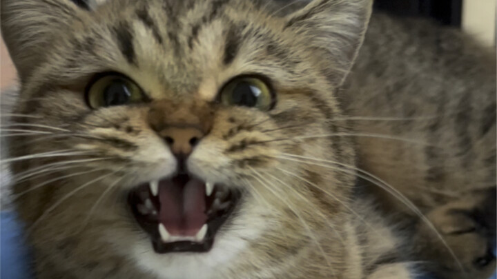 Can’t stretch without me giving you a lazy stretch first.