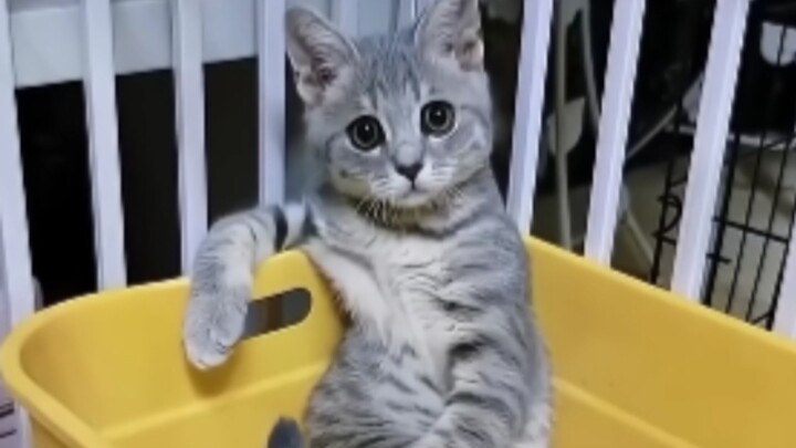 ฮาคิมิสองด้าน