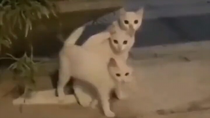 ليس قطة واحدة، لا تدخل بابًا واحدًا.