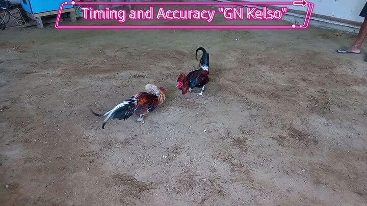 George Neil Kelso Broodstag - Timing and Accurate