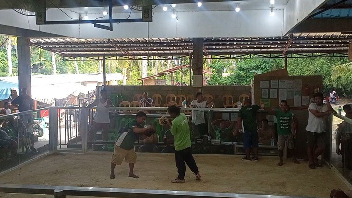 walang galos 3x winner kana nokis, breeding time ka muna sa ngayun...